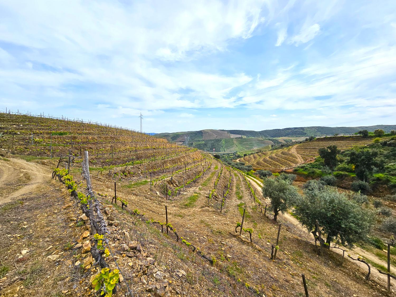  en venta viñedo Vila Nova de Foz Côa Vila Nova De Foz Côa 5