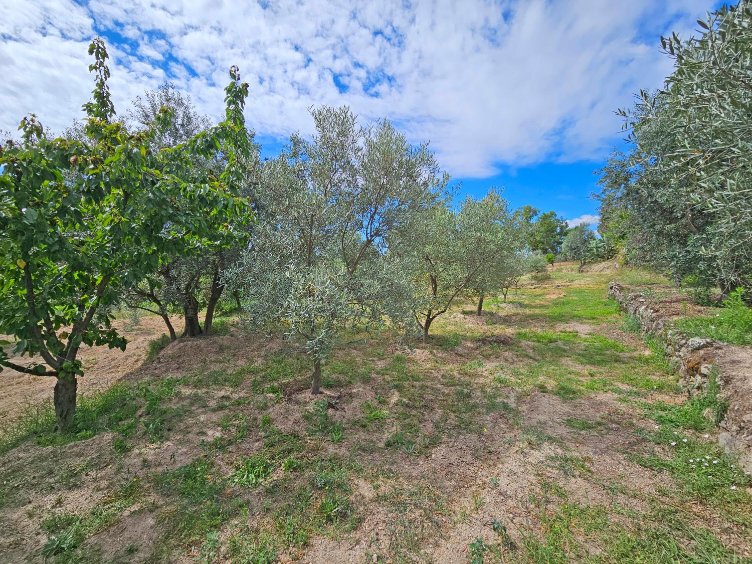  en venta casa Gonçalo Guarda 9