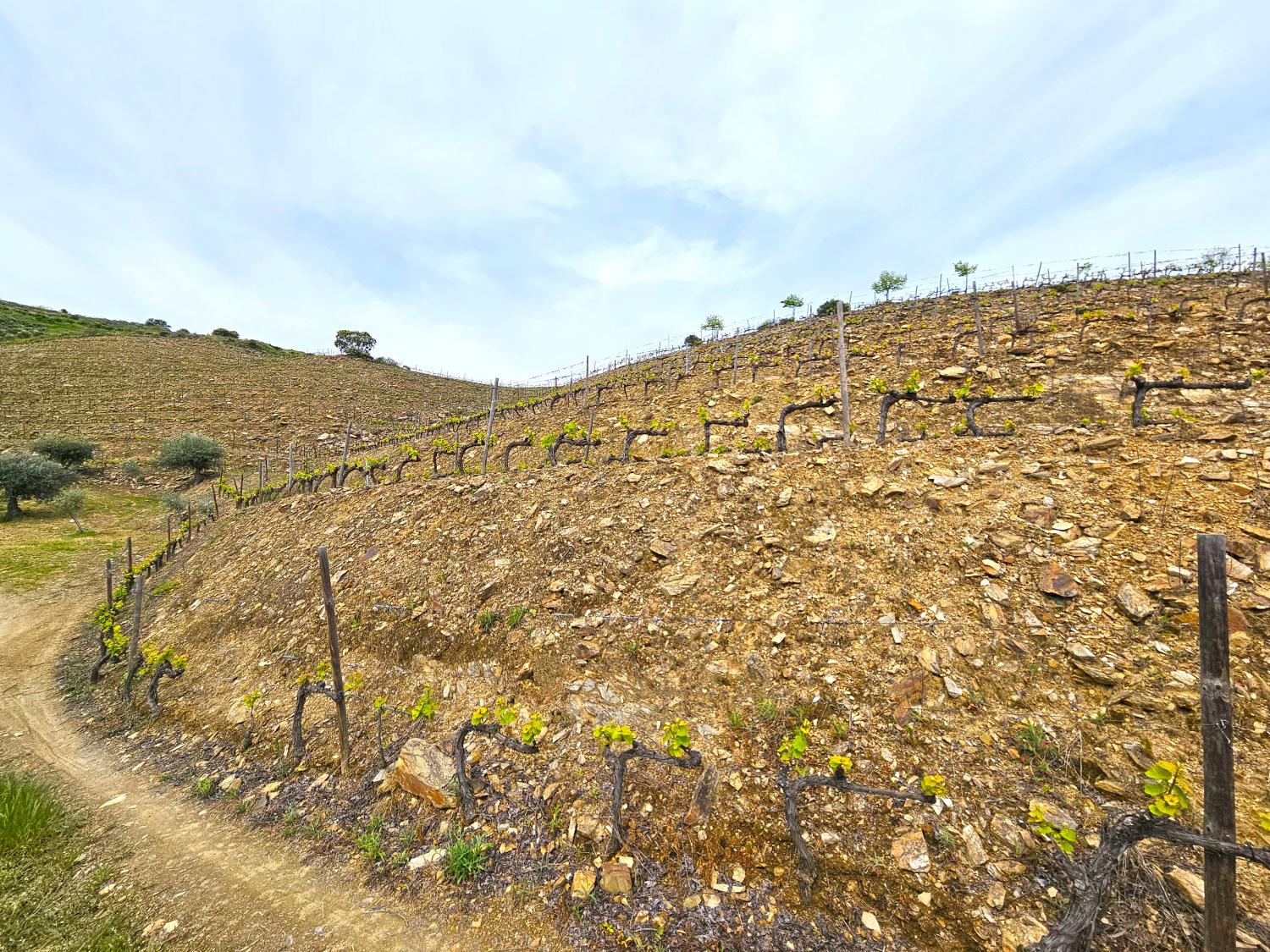  en venta viñedo Vila Nova de Foz Côa Vila Nova De Foz Côa 3
