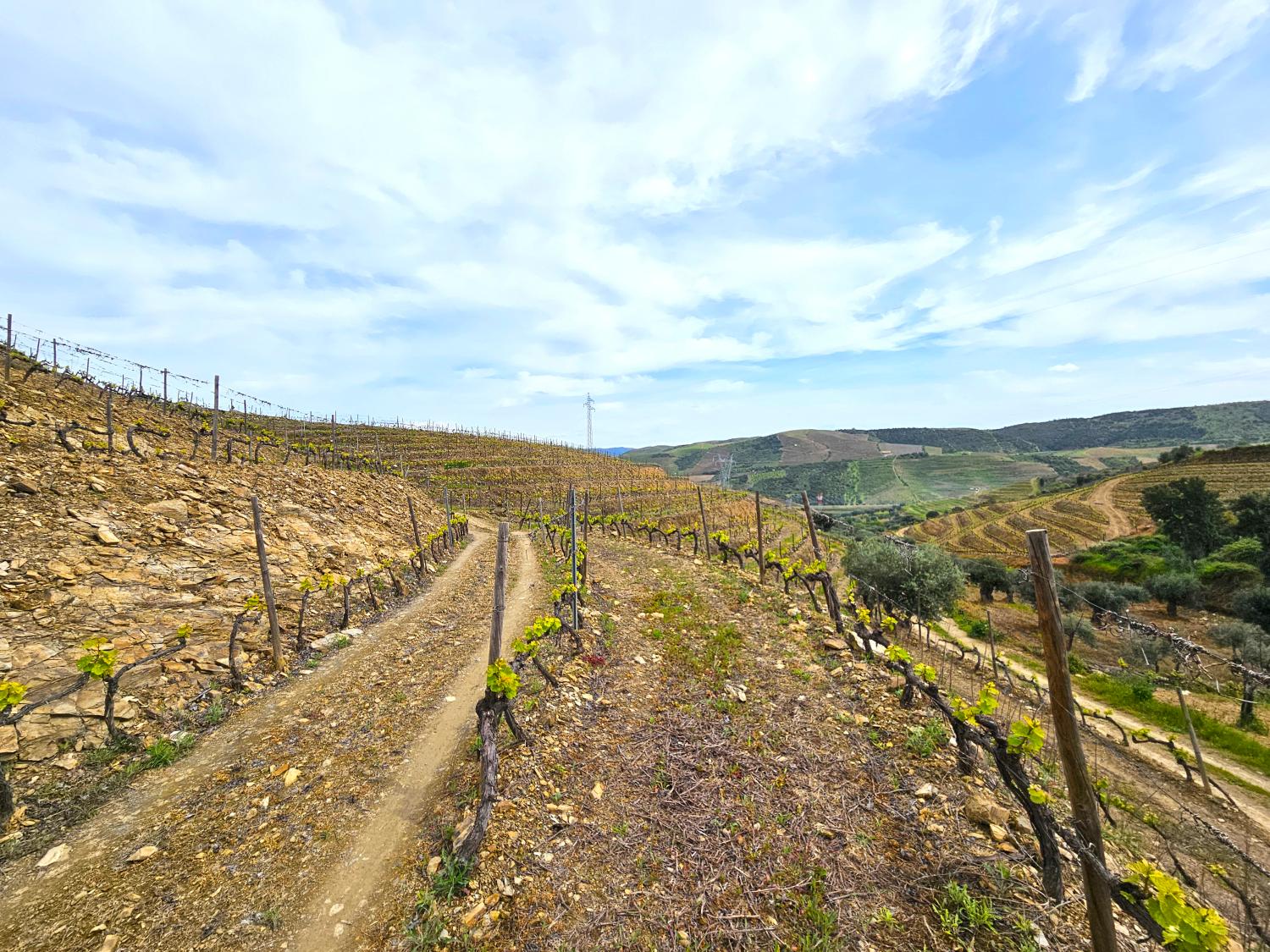  en venta viñedo Vila Nova de Foz Côa Vila Nova De Foz Côa 4