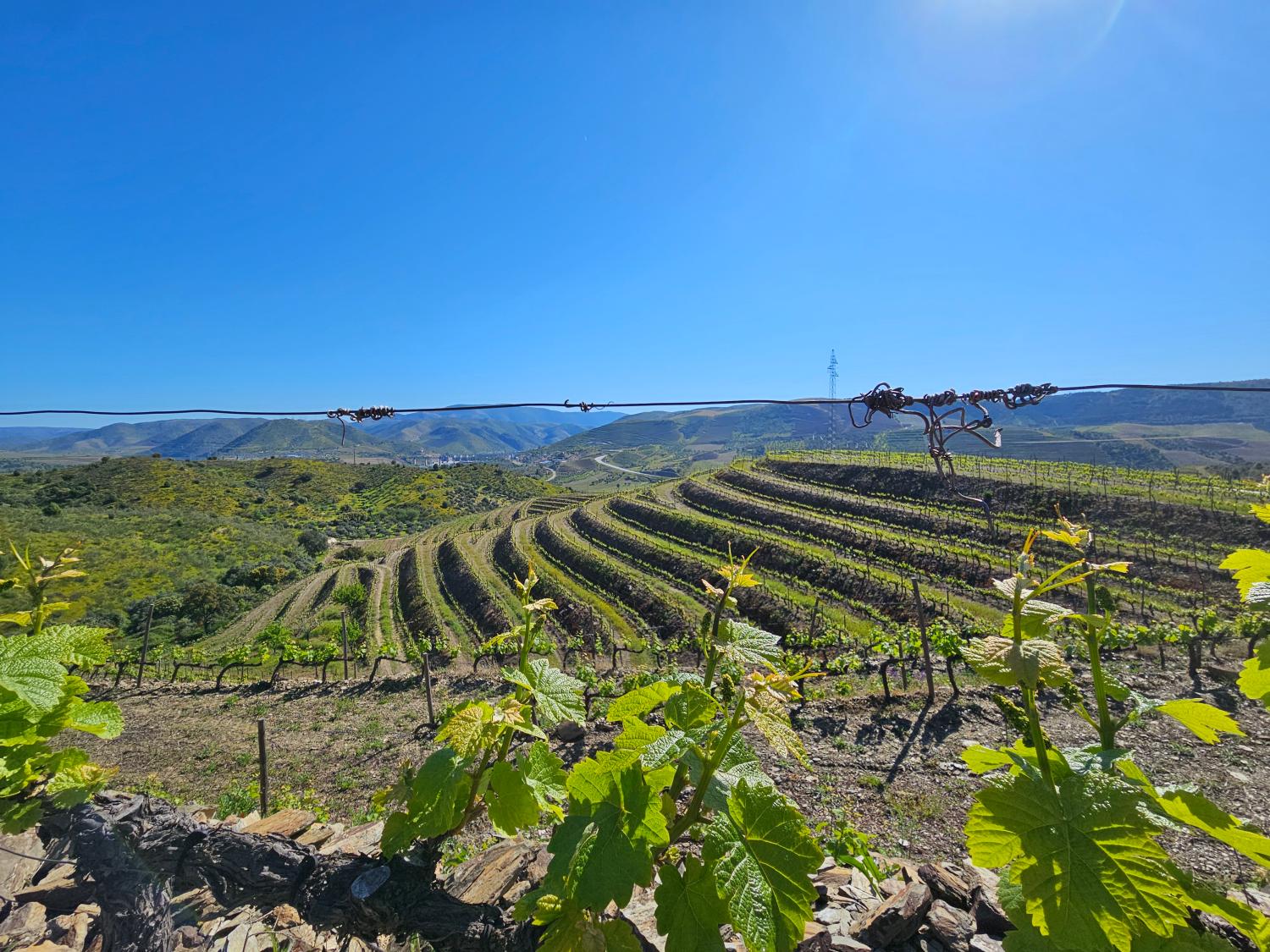  en venta viñedo Vila Nova de Foz Côa Vila Nova De Foz Côa 9