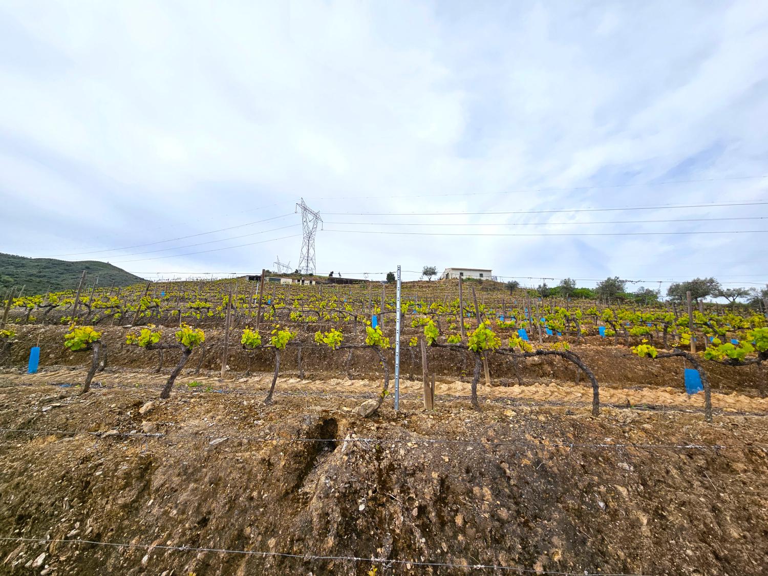  en venta viñedo Vila Nova de Foz Côa Vila Nova De Foz Côa 7