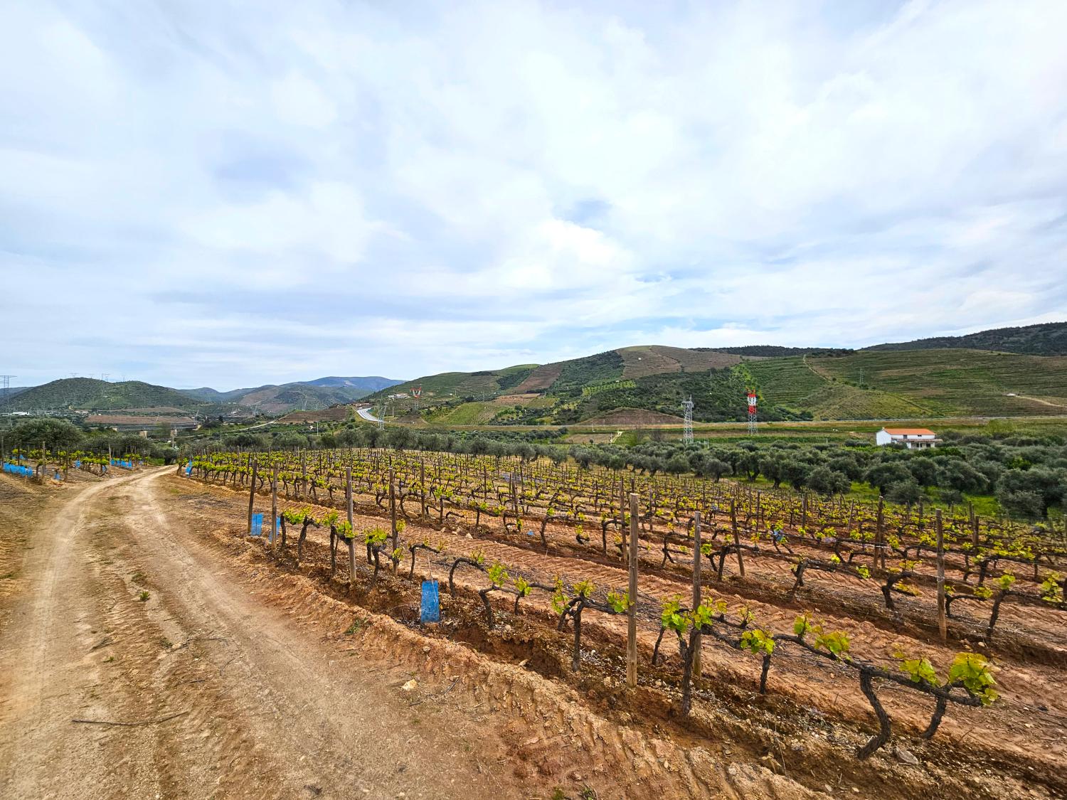 en venta viñedo Vila Nova de Foz Côa Vila Nova De Foz Côa 8