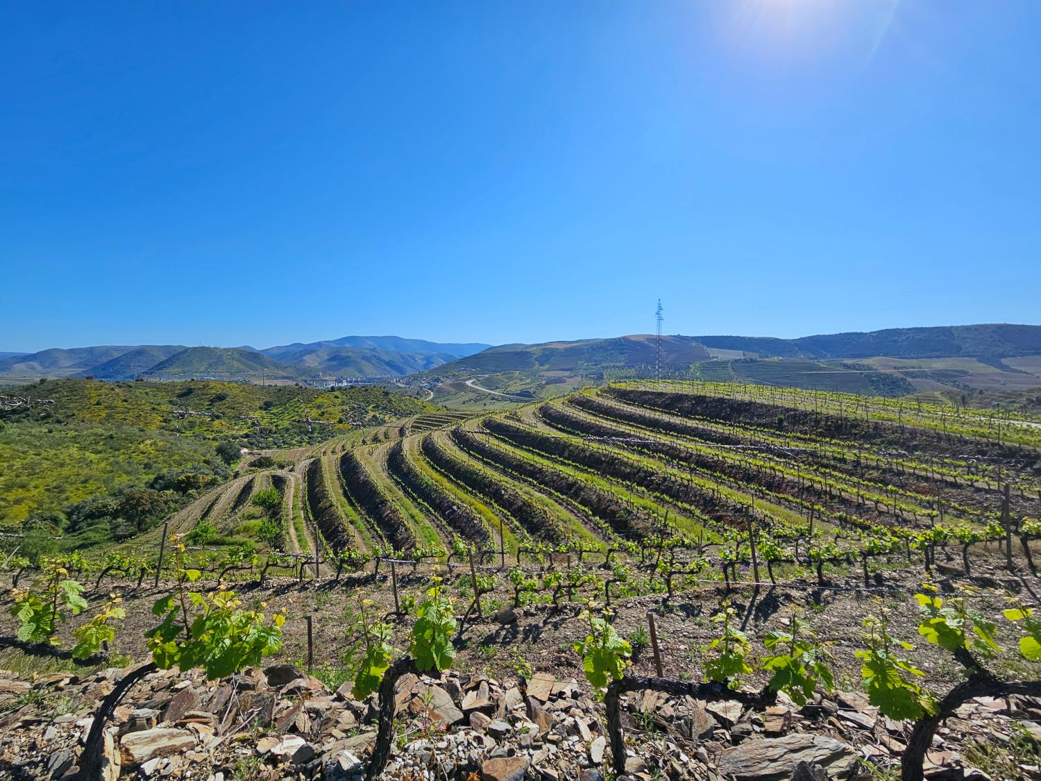  en venta viñedo Vila Nova de Foz Côa Vila Nova De Foz Côa 2