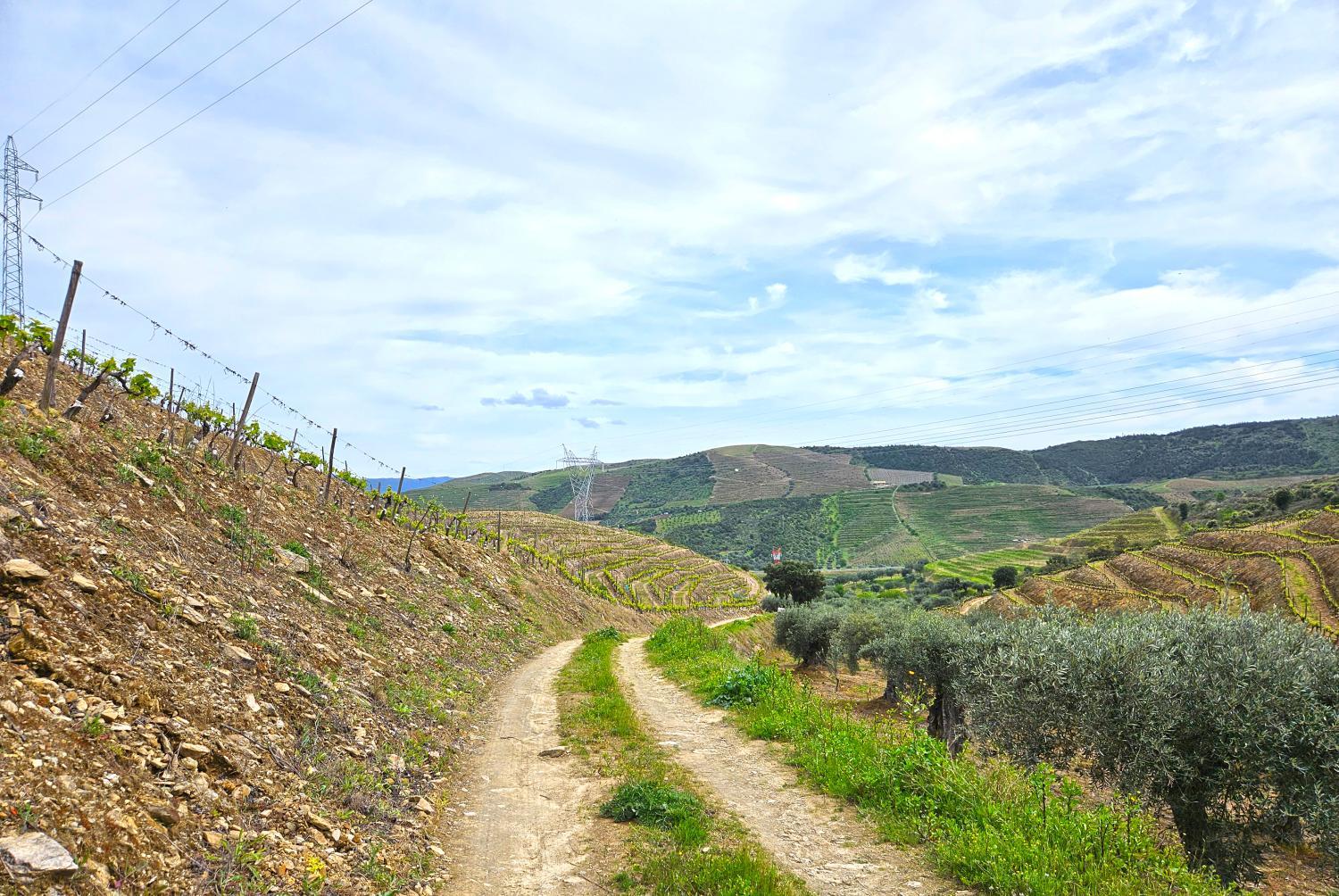  en venta viñedo Vila Nova de Foz Côa Vila Nova De Foz Côa 6